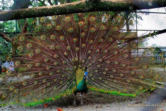 Pematang Siantar Zoology Museum